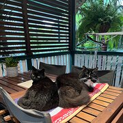 Home Owner wanting sitter in Brisbane , Queensland