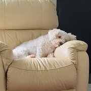 Home Owner wanting sitter in , New South Wales