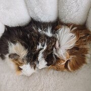 Home Owner wanting sitter in , South Australia
