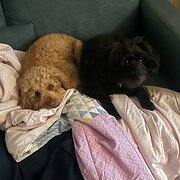 Home Owner wanting sitter in , Victoria
