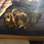 Home Owner wanting sitter in Cessnock, New South Wales