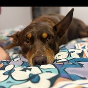 Home Owner wanting sitter in Tweed Heads, New South Wales