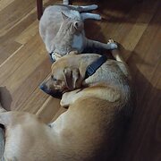 Home Owner wanting sitter in , Queensland