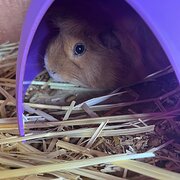 Home Owner wanting sitter in HIGH WYCOMBE, Western Australia