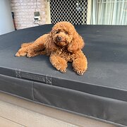 Home Owner wanting sitter in Brisbane, Queensland