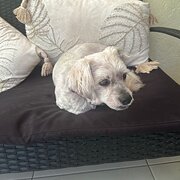 Home Owner wanting sitter in Cairns , Queensland