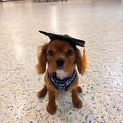 Home Owner wanting sitter in , Queensland