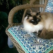 Home Owner wanting sitter in Melbourne 25 kms , Victoria
