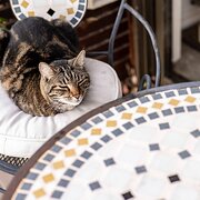 Home Owner wanting sitter in Sydney CBD, New South Wales