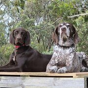 Home Owner wanting sitter in Adelaide, South Australia