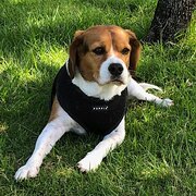 Home Owner wanting sitter in , Western Australia