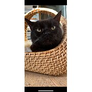 Home Owner wanting sitter in , New South Wales