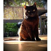 Home Owner wanting sitter in , New South Wales