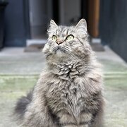 Home Owner wanting sitter in Sydney, New South Wales