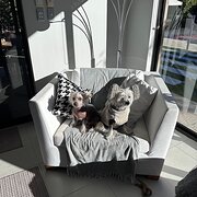 Home Owner wanting sitter in Ellenbrook , Western Australia