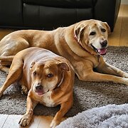 Home Owner wanting sitter in , Queensland