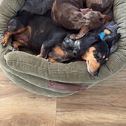 Home Owner wanting sitter in , Queensland