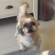 Home Owner wanting sitter in Toowoomba, Queensland