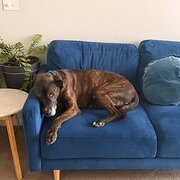 Home Owner wanting sitter in Melbourne, Victoria