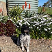 Home Owner wanting sitter in Adelaide , South Australia
