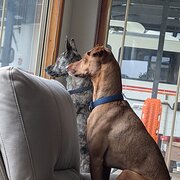 Home Owner wanting sitter in , South Australia