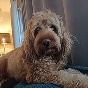 Home Owner wanting sitter in Melbourne , Victoria