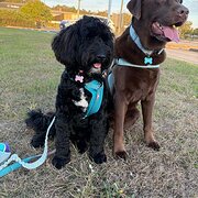 Home Owner wanting sitter in , Queensland