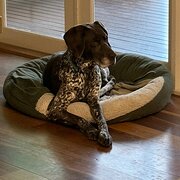 Home Owner wanting sitter in , Victoria