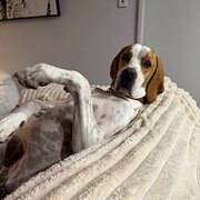 Home Owner wanting sitter in , Western Australia