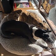 Home Owner wanting sitter in Sydney, New South Wales