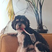 Home Owner wanting sitter in , Queensland