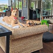Home Owner wanting sitter in Sydney, New South Wales