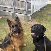 Home Owner wanting sitter in Brisbane , Queensland