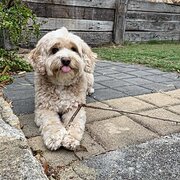 Home Owner wanting sitter in PADBURY, Western Australia