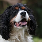 Home Owner wanting sitter in LISMORE, New South Wales