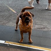 Home Owner wanting sitter in , New South Wales
