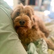 Home Owner wanting sitter in , Queensland