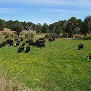 Home Owner wanting sitter in Burnie, Tasmania