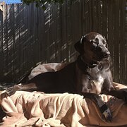 Home Owner wanting sitter in Brisbane, Queensland