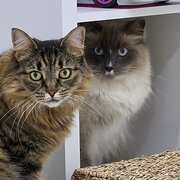 Home Owner wanting sitter in , Queensland