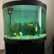 Home Owner wanting sitter in , Victoria