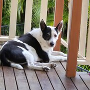 Home Owner wanting sitter in Townsville , Queensland