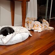 Home Owner wanting sitter in Maroochydore, Queensland