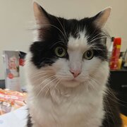 Home Owner wanting sitter in ROSEBUD, Victoria