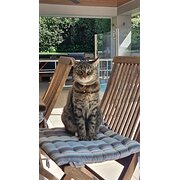 Home Owner wanting sitter in O'Connor, Australian Capital Territory