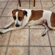 Home Owner wanting sitter in Adelaide, Northern Territory