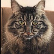 Home Owner wanting sitter in , Queensland