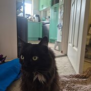 Home Owner wanting sitter in , New South Wales