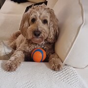 Home Owner wanting sitter in , Western Australia