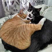 Home Owner wanting sitter in , Queensland
